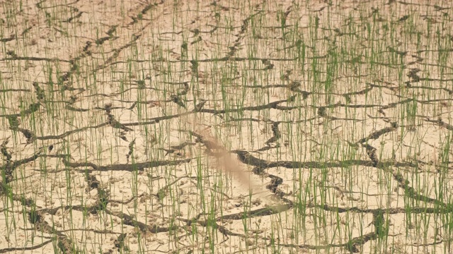 裂缝土壤和小水稻植株夏季缺水和干旱条件下，水稻种植在夏季视频素材