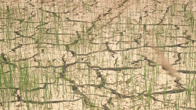 裂缝土壤和小水稻植株夏季缺水和干旱条件下，水稻种植在夏季视频素材