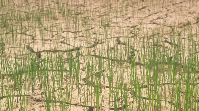 裂缝土壤和小水稻植株夏季缺水和干旱条件下，水稻种植在夏季视频素材