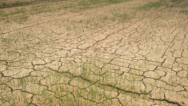 裂缝土壤和小水稻植株夏季缺水和干旱条件下，水稻种植在夏季视频素材