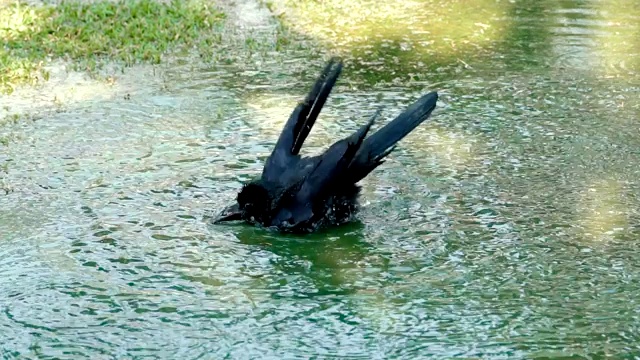 黑乌鸦喜欢在水里洗澡视频素材