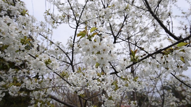 在有风的日子里苹果树开花视频素材