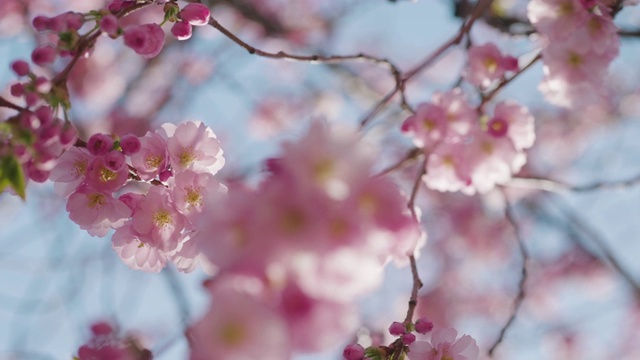 樱花树在阳光和蓝天视频素材