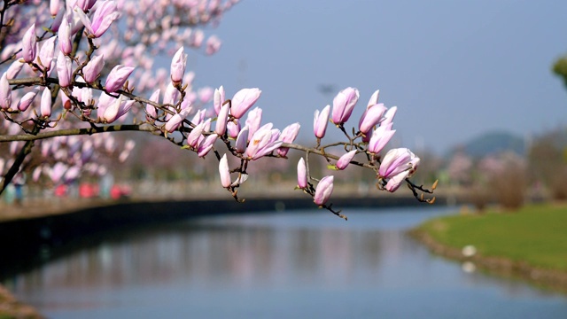 春花系列，紫玉兰迎风，蓝天河流为背景，玉兰是上海的市花，4k电影，慢镜头。视频素材