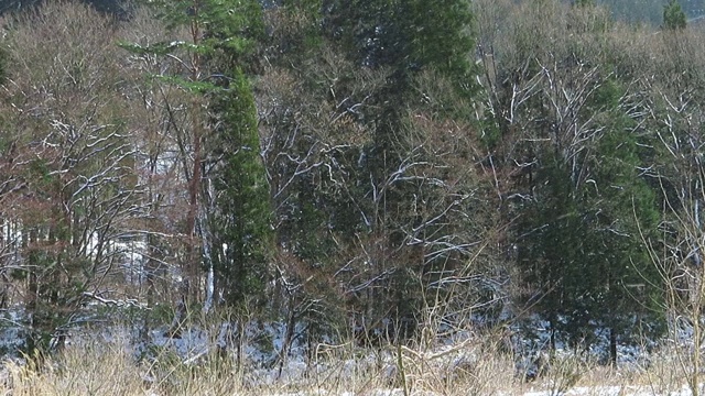 冬天下雪的日本风景视频素材