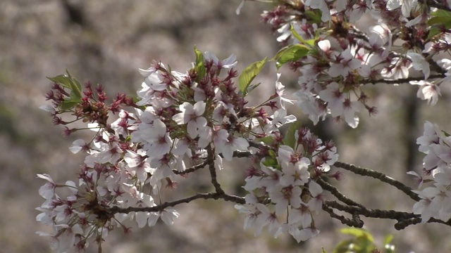 樱花，青森，日本视频素材