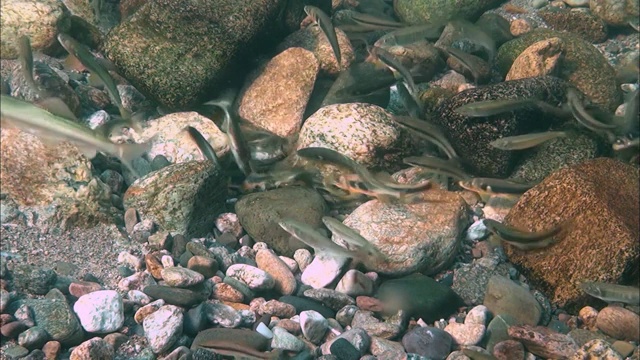 雌甜鱼和雄甜鱼游到河里的产卵地视频素材