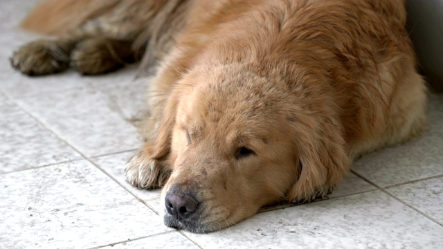 两枪我的金毛猎犬无聊了视频素材