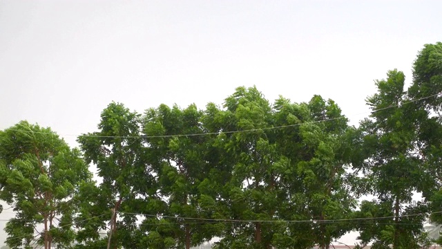 暴风雨在下雨前吹倒了树。视频素材