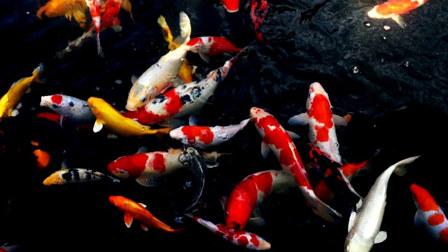 锦鲤在水族馆游泳的慢动作，花哨的鲤鱼鱼，俯视图视频素材