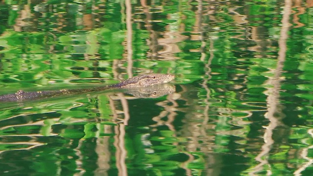 来自红树林的亚洲水监测器在翡翠河里游泳。镜头变焦看着他视频素材