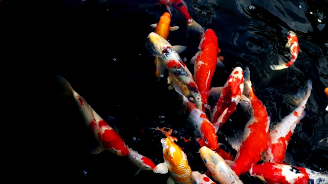 锦鲤在水族馆游泳的慢动作，花哨的鲤鱼鱼，俯视图视频素材