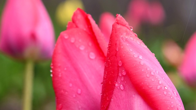 雨后的郁金香与雨滴特写视频素材