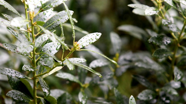 室外植物上的雨水视频素材