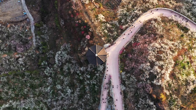 光阳寺梅花村杏花节(韩国有许多梅花树)视频素材