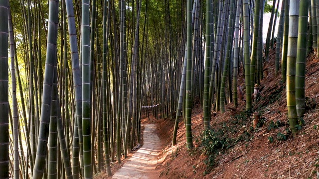 光阳寺的竹林视频素材