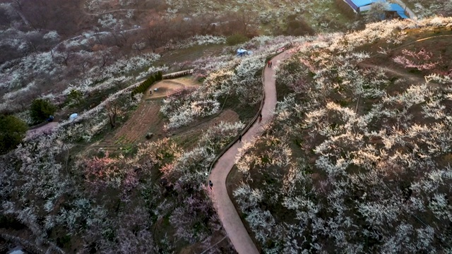 光阳寺梅花村杏花节(韩国有许多梅花树)视频素材