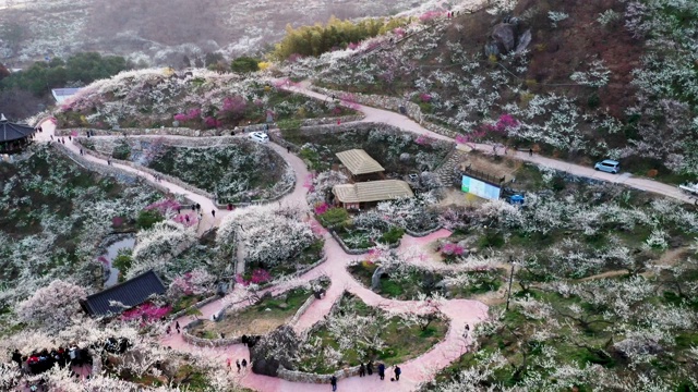 光阳寺梅花村杏花节(韩国有许多梅花树)视频素材