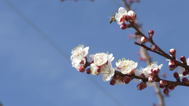 杏花上的蜜蜂视频素材