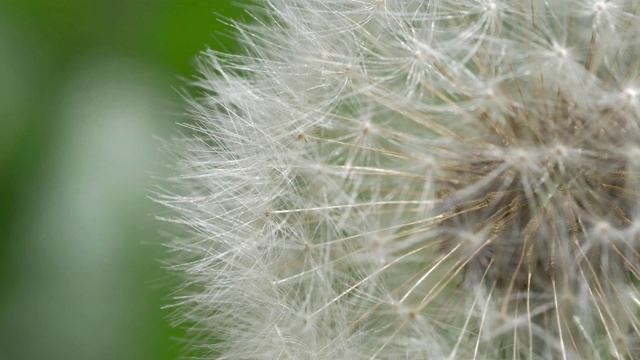 蒲公英的种子视频素材