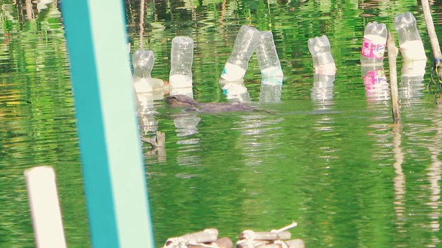 来自红树林的亚洲水监测器在珍珠养殖场的翡翠河中游泳。镜头变焦看着他视频素材