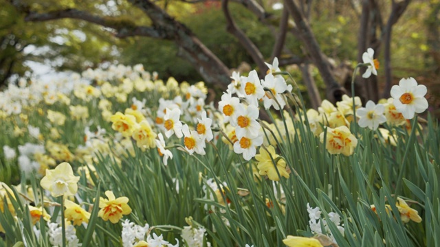 公园里的白色水仙花视频素材