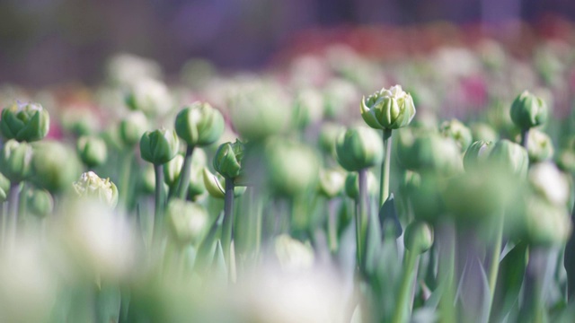 美丽的白色郁金香未绽放的花蕾视频素材