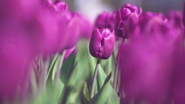 美丽多彩的紫色郁金香盛开在春天的花园里。装饰紫罗兰郁金香在春天。大自然的美丽视频素材