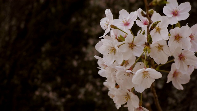 东京尺井公园的樱花视频素材