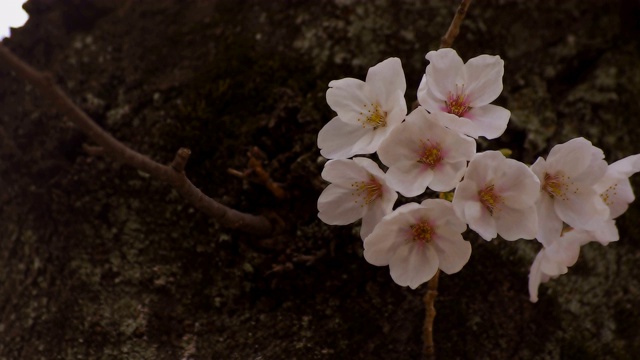 东京尺井公园的樱花视频素材