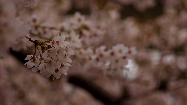 东京尺井公园的樱花视频素材