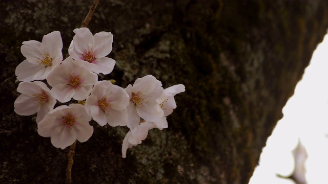 东京尺井公园的樱花视频素材