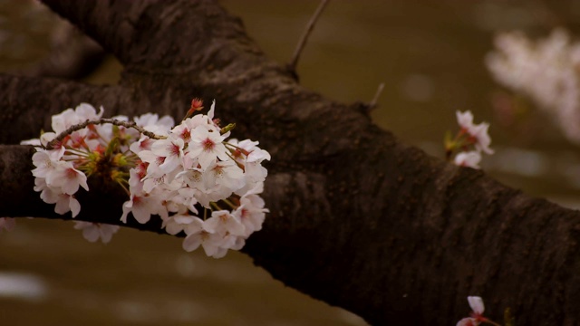 东京尺井公园的樱花视频素材