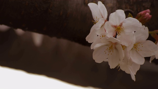 东京尺井公园的樱花视频素材