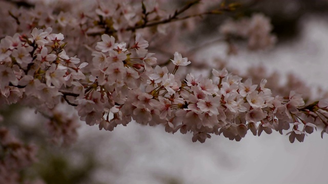 东京尺井公园的樱花视频素材