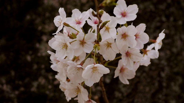 东京尺井公园的樱花视频素材