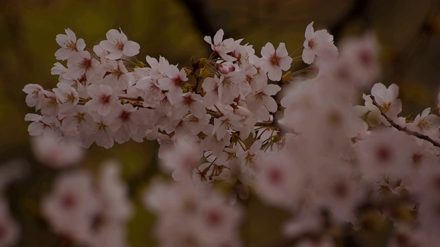 东京尺井公园的樱花视频素材