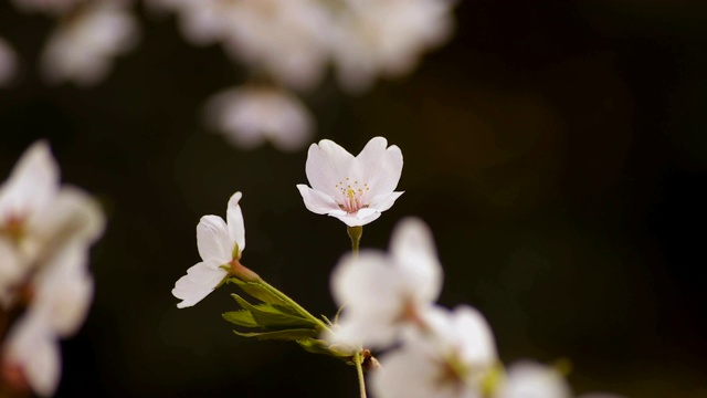 东京尺井公园的樱花视频素材