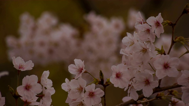 东京尺井公园的樱花视频素材