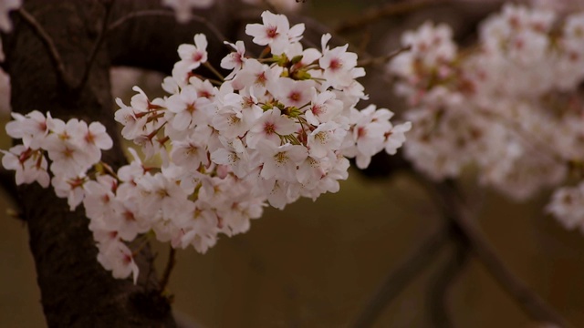 东京尺井公园的樱花视频素材