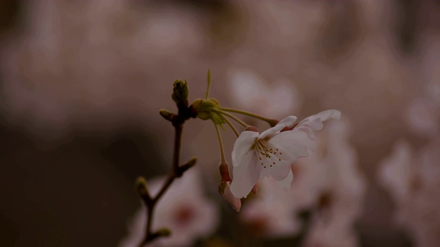 东京尺井公园的樱花视频素材