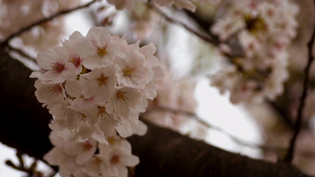 东京尺井公园的樱花视频素材