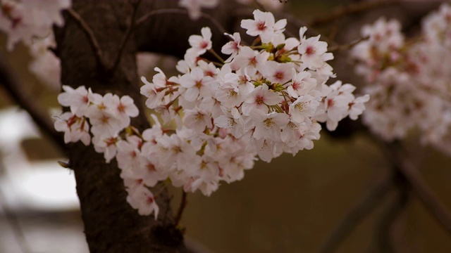 东京尺井公园的樱花视频素材