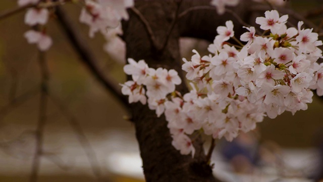 东京尺井公园的樱花视频素材