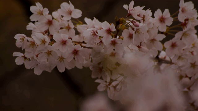 东京尺井公园的樱花视频素材