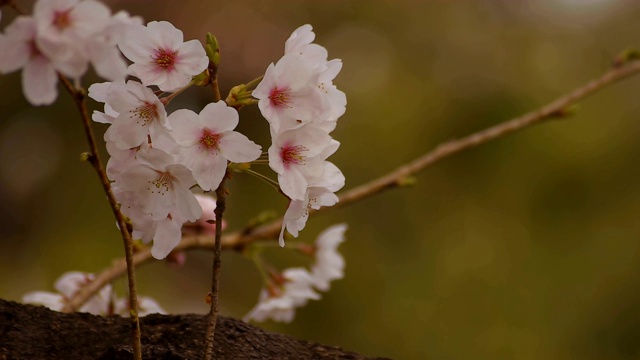 东京尺井公园的樱花视频素材