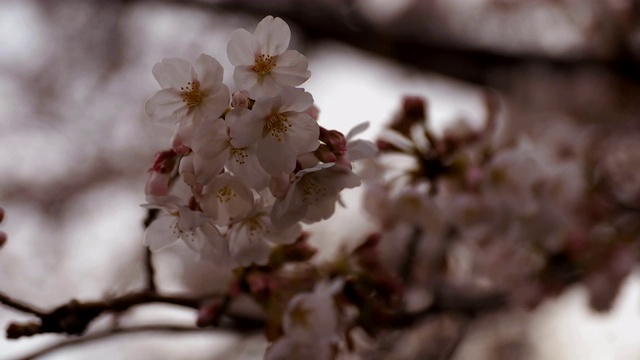 东京尺井公园的樱花视频素材