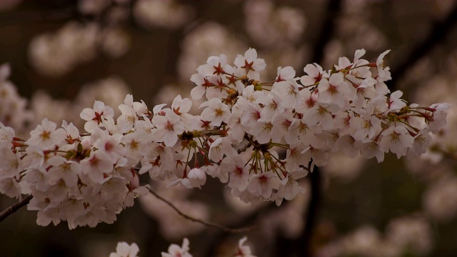 东京尺井公园的樱花视频素材