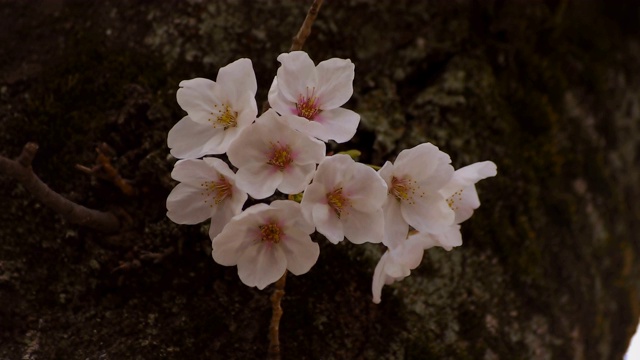 东京尺井公园的樱花视频素材