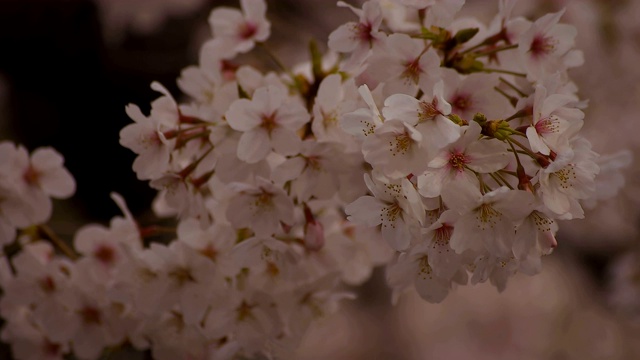 东京尺井公园的樱花视频素材